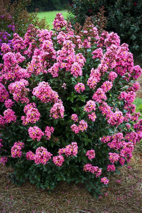 Nightfall Magic crape myrtle: a favorite among butterfly enthusiasts